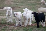 Katahdin Ewe and Lamb Pairs & Twin Pairs