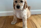 Multigenerational Golden Doodle Puppies