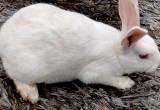 New Zealand Buck Rabbits