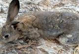 New Zealand Doe Rabbit