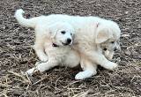 Great Pyrenees Farm Dogs