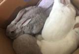 New Zealand bunnies!❤️