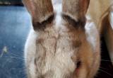 Greyson Pet Rabbit