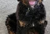 Sweetest Bernedoodle male puppy