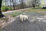 great pyrenees