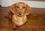 ISO Miniature Dachshund Stud