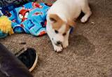 3 month old, female Great Pyrenees Mix