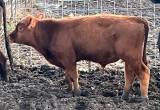 Red angus bull calf