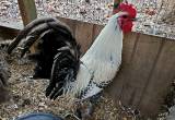 2 Egyptian Fayoumi Roosters $10 Each