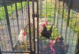 Rooster/ pullets