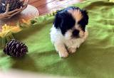 Imperial male Shih Tzu puppy CKC