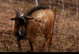 Proven nigerian dwarf buck