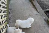 Pyrenees puppies