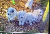 Great Pyrenees 6wk Old Puppies