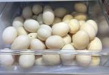 Fresh Jumbo Pekin Duck Eggs