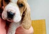 CKC registered Basset Puppy