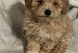 toy poodle puppies