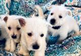 AKC West Highland Terrier Males
