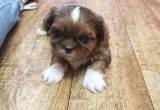 Merle shih tzu puppies CKC