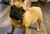 AKC French Bulldog Male Puppy