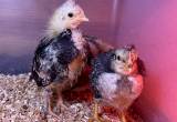 free rooster chicks colored egg genes