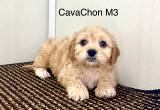 CavaChon Puppies! 1 male