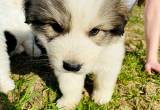 Great Pyrenees Puppies