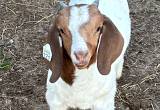 registered pure full bread boer goats