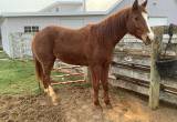 Reg. Quarter Horse Gelding