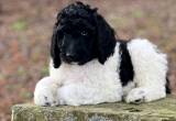 Southern Grace' s AKC Poodle Puppies