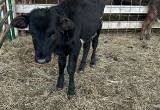 4 weaned heifers