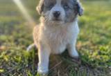 mini/ toy Aussies ASDR