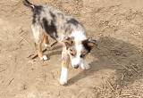 Texas Heeler Pup