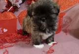Yorkie Poo puppies SOLD