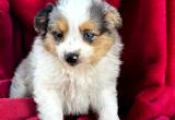 Toy Australian Shepard