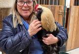 Big Rooster Needs New Home