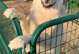 Male Great Pyrenese