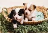 AKC Corgi Puppies