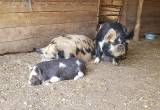 Kunekune gilt price reduced