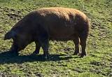 Bred Sow for sale