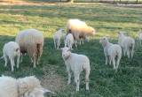 East Friesan Sheep Dairy/ meat/ wool lambs