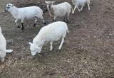 ewe sheep and ram
