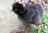 Plymouth Barred Rock Chicks