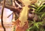 lily white crested gecko &set up