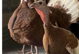 Red bourbon turkey eggs -one hen bearded