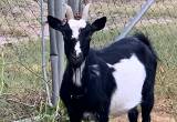 ND Goats