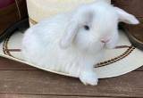 Blue Eyed Magpie Holland Lop Buck