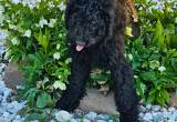 Beautiful Male Aussiedoodle