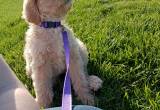 goldendoodle female