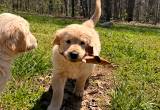 Golden Retriever Puppies